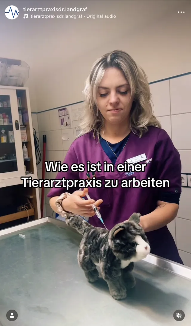Wie ist es als Tierarzt zu arbeiten